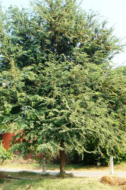 Plant